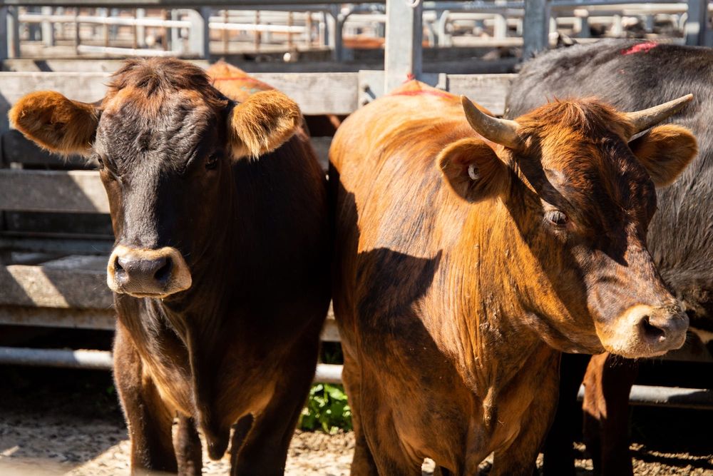 Planning to speed up new saleyards post image