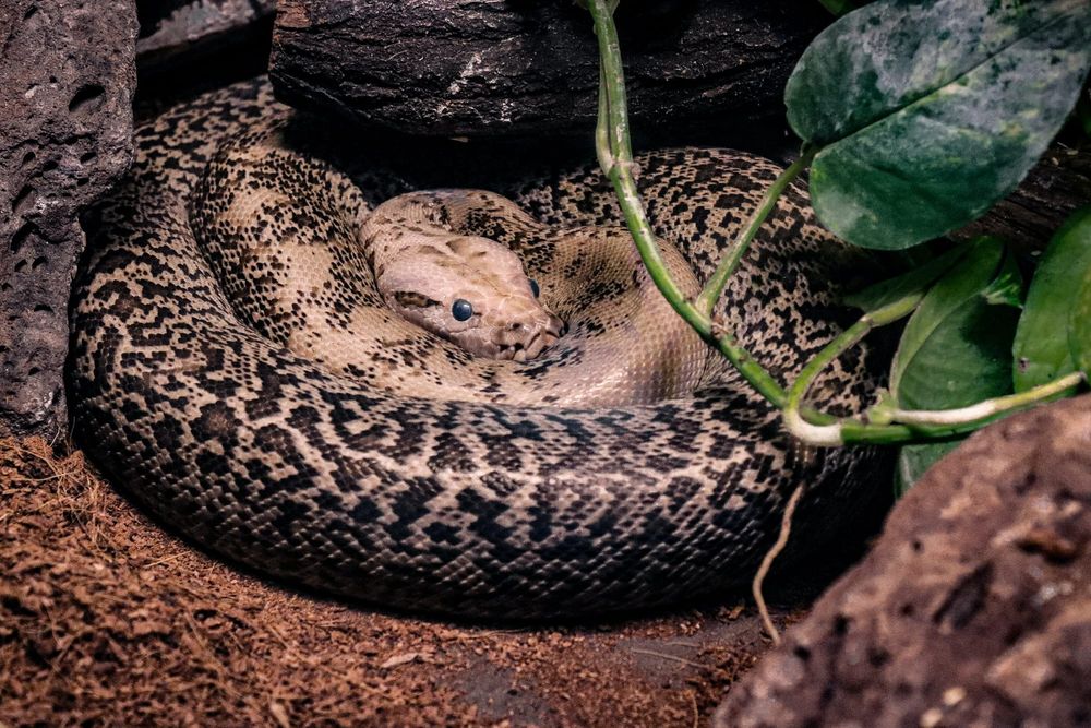 Beware: snakes out and about already post image