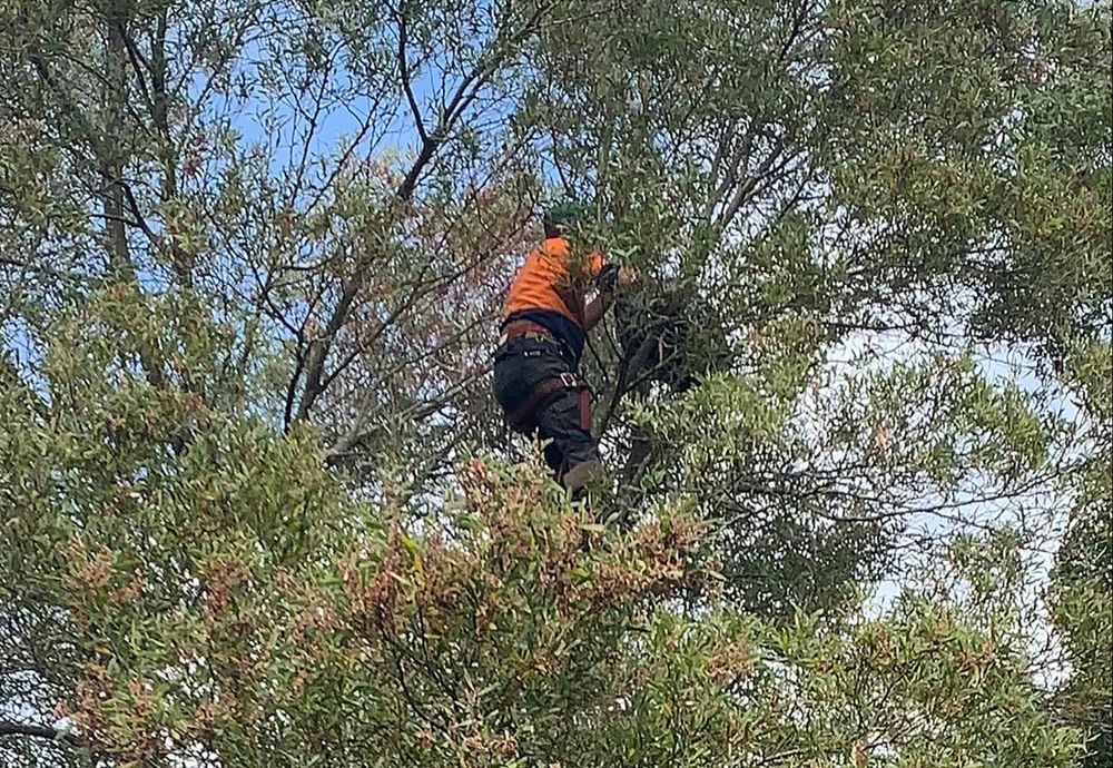 Luke rescues ragdoll cat post image