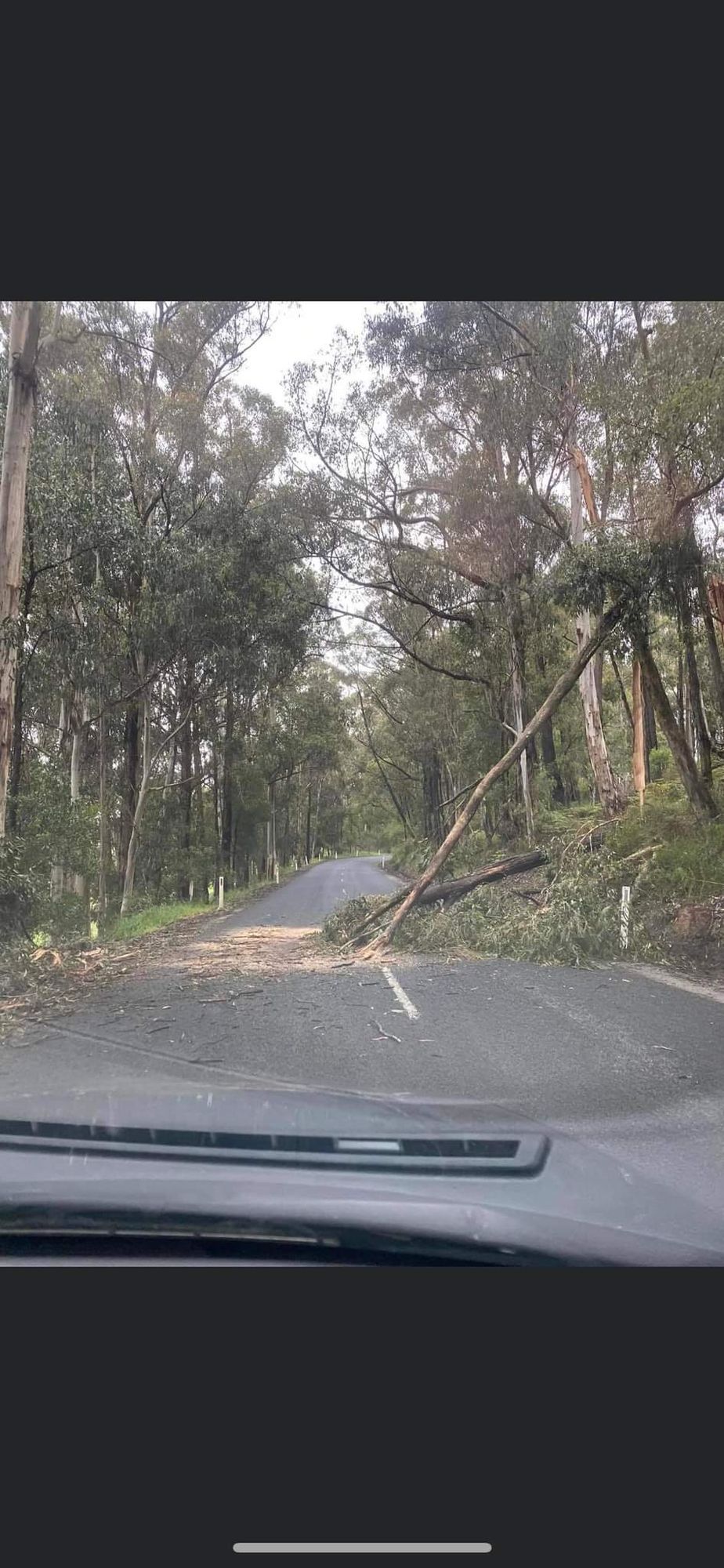 A driver injured after hitting fallen tree post image