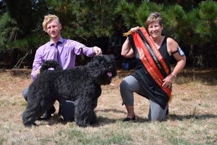 Dogs on show post image