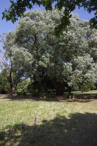 Trees face chop post image