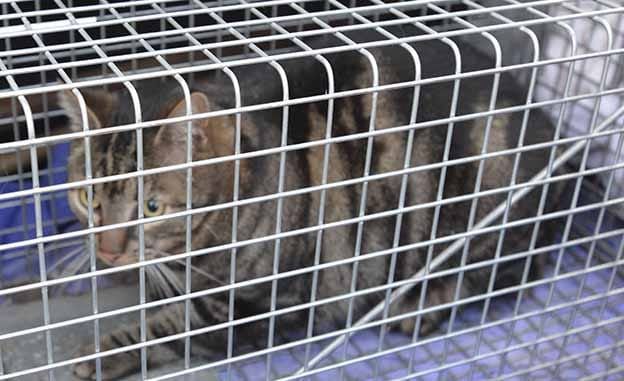 Cats in custody post image