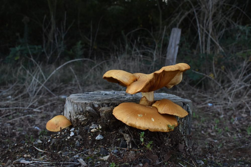 Matisse wins Gazette readers' photography competition post image