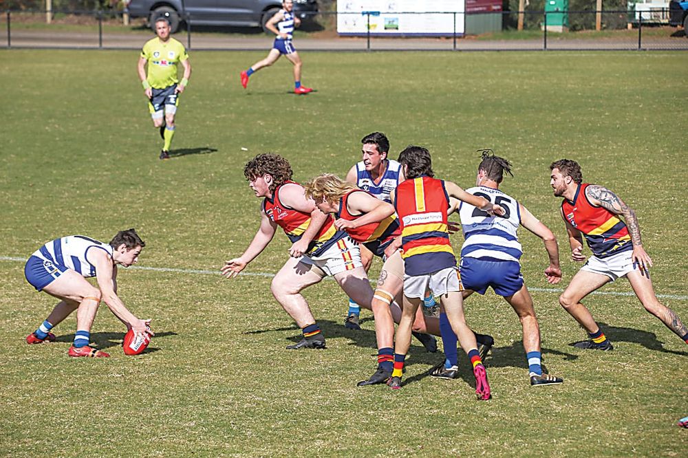 Cats claw Crows post image