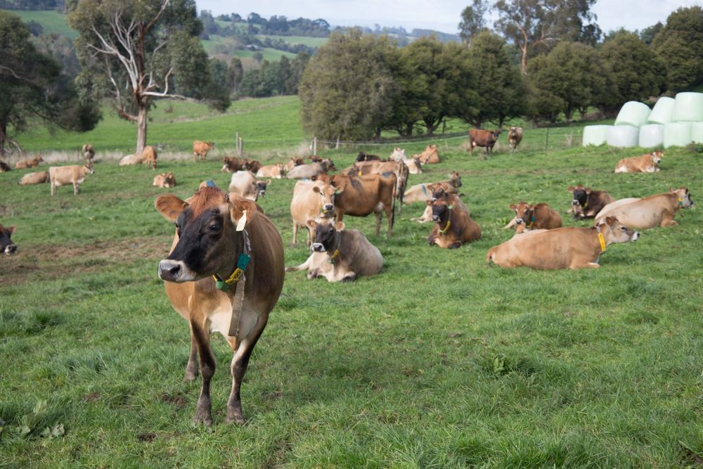 Dairy farmers able to compare prices for first time post image