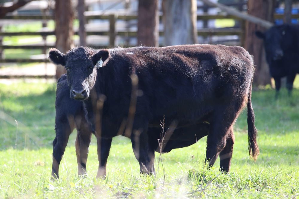 Regional saleyards at Longwarry a step closer post image
