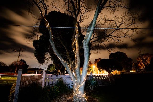 Light up Trees - 25082020 post image