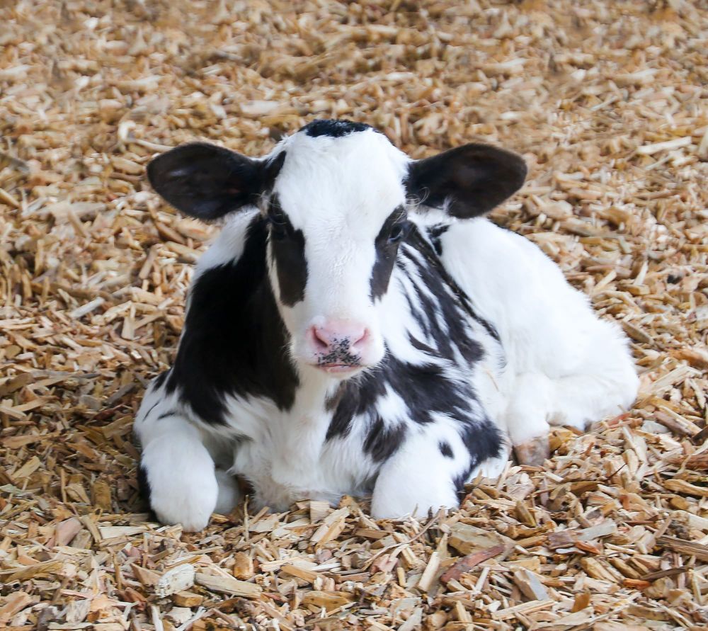 Cream rising to the top: dairy farming delivers post image