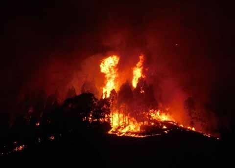 Bushland burns post image