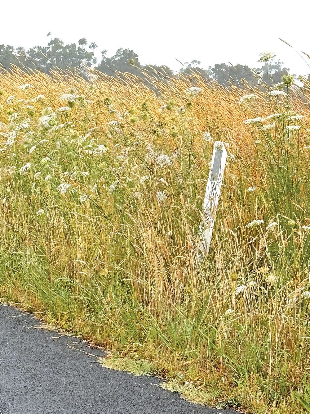 Roadside fire risk concern post image