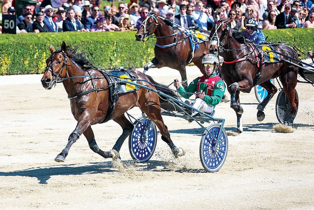 Iconic horses come to town post image