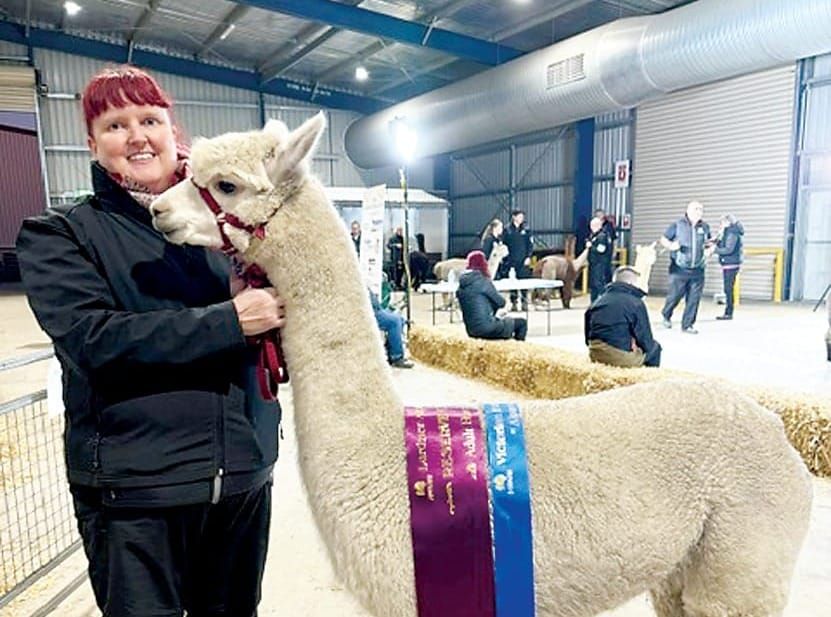 All the colours of alpacas post image