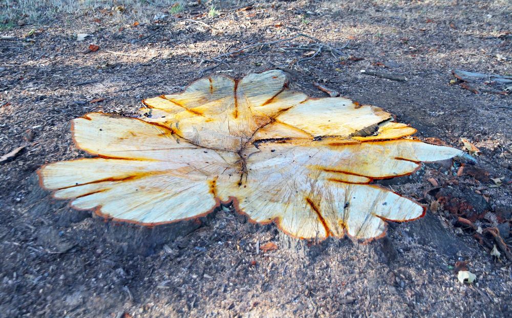 Hefty tree fee post image