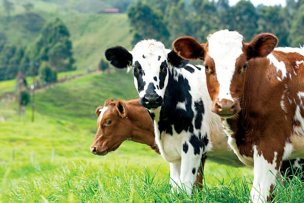 EU's livestock lesson to the world post image