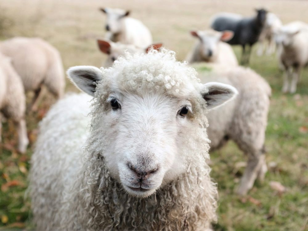Winter worms in sheep post image