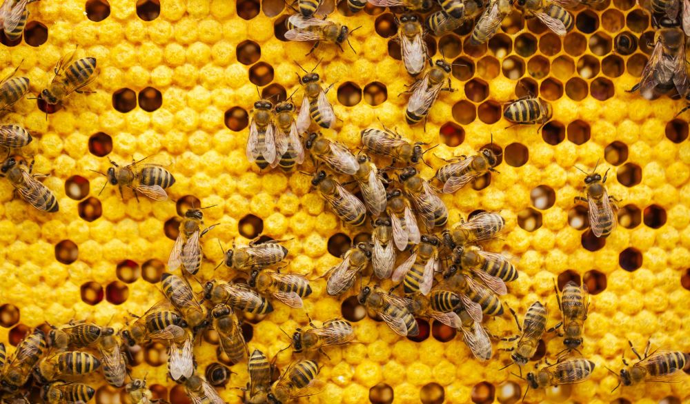 Getting on the front foot of varroa and viruses post image