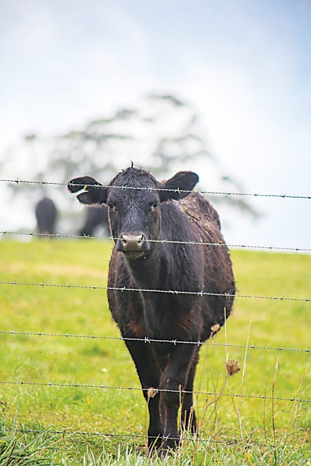 More beef from fewer cattle post image