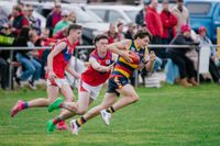 Tiger cubs storm home post image