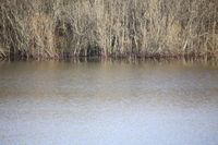 Why do dam repairs often fail? post image