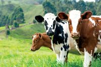 EU's livestock lesson to the world post image