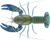 Trial for yabbie fishing post image