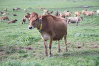 New rules for antibiotics on dairy farms post image