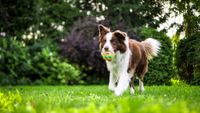 New orders for dogs, cats post image