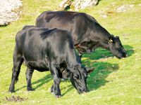 Research targets more milk from clover-rich pastures post image