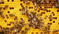 Getting on the front foot of varroa and viruses post image
