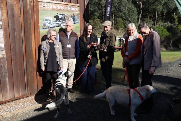 Noojee Truffle Festival launches post image