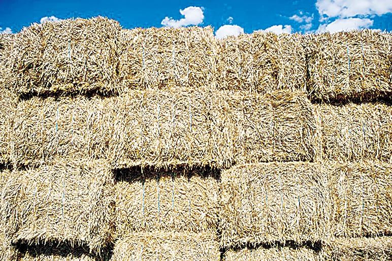 Roughage is essential post image