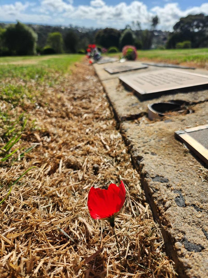 Poppies mark service people post image