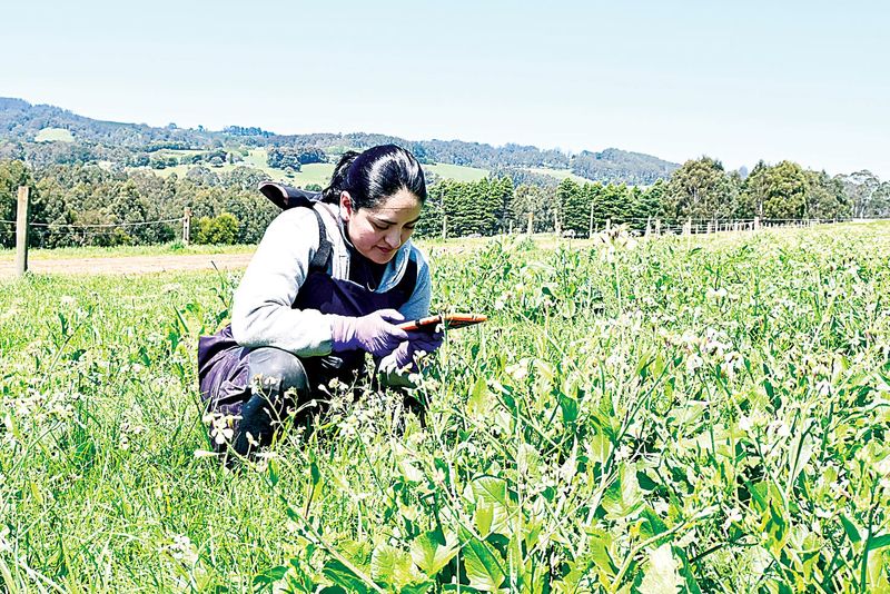 Finding a successful forage mix for pastures post image