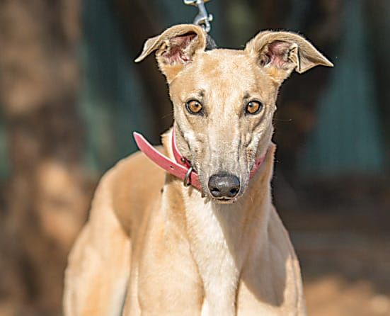 Chance to adopt a greyhound post image