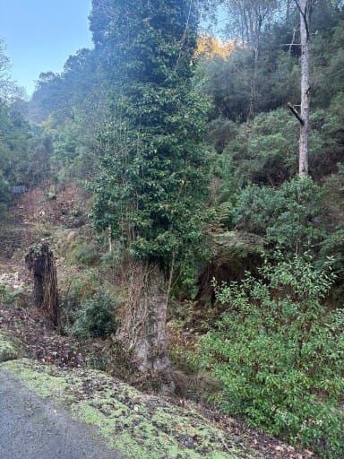 Deer threaten Walhalla's heritage post image