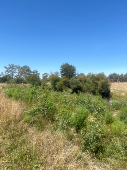 Sapling plantings thriving post image