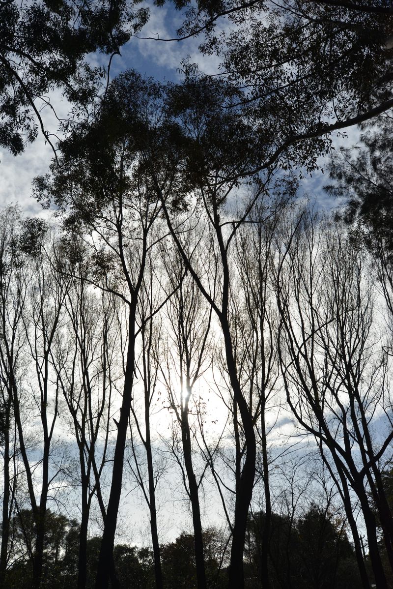 Dangerous tree chopped post image