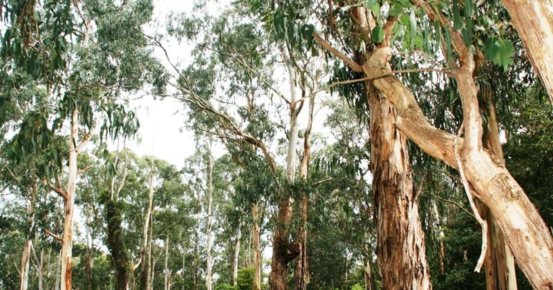 Help shape the future of Roberts Court Bushland Reserve post image