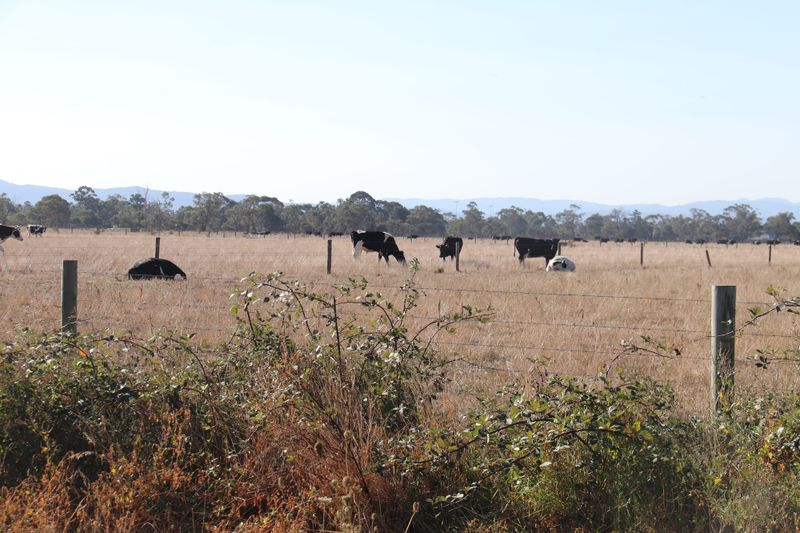 Dead cattle investigated post image