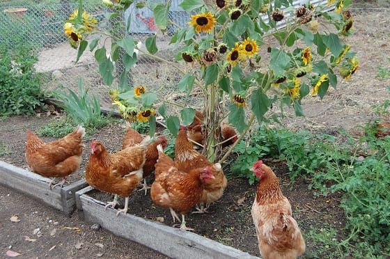 Thinking of keeping backyard chooks? post image