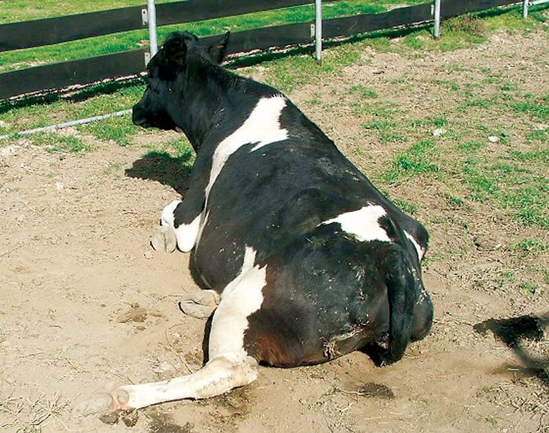 Management of Downer cows post image