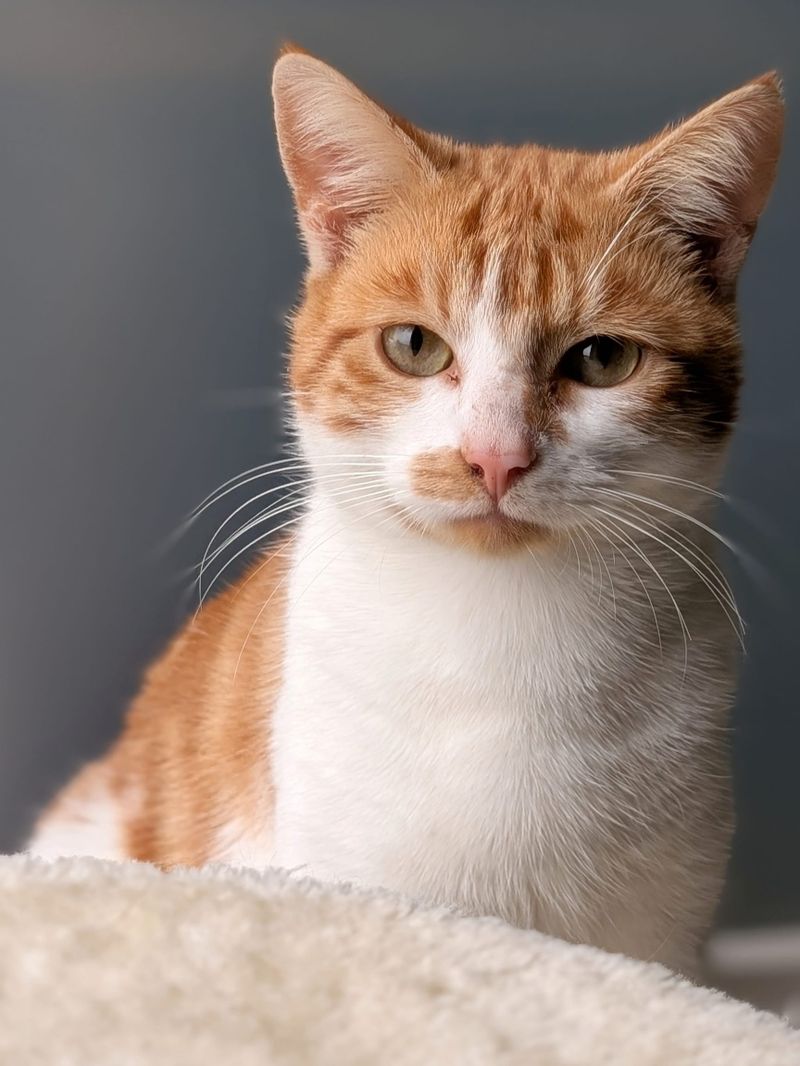 Adopt, don't shop for your new furry friend post image