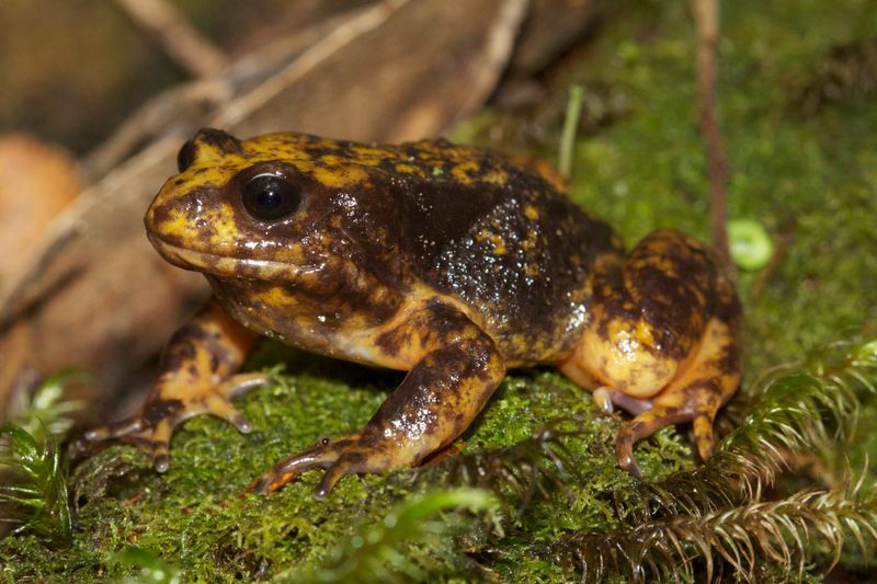 Study finds end of logging aids threatened species post image