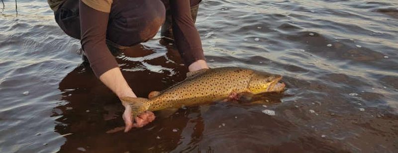 Catching trout a great shout post image