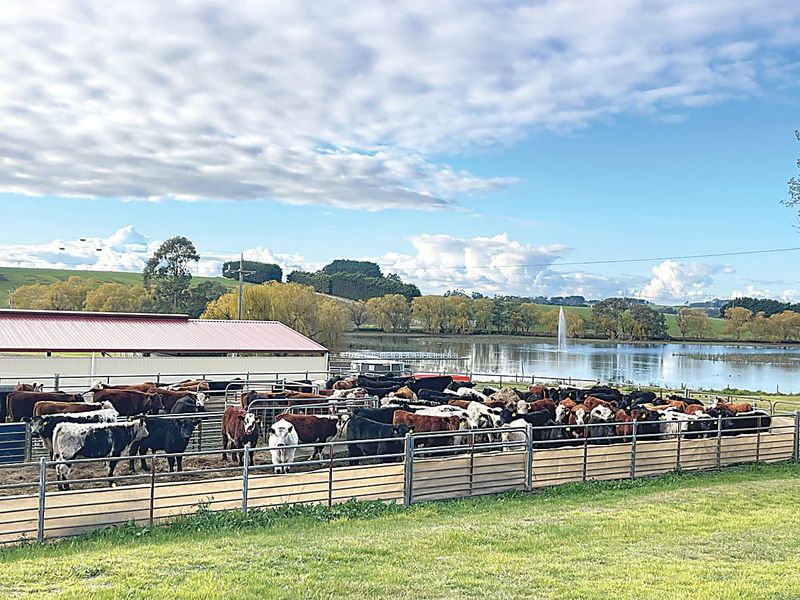 50 pairs for 50 years post image