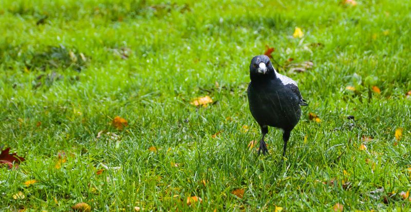 Swooping season is here again post image
