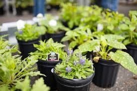 Annual spring plant sale post image