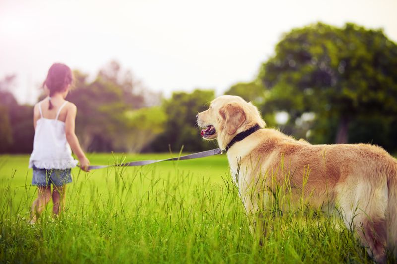 Time to get serious about wandering pets post image
