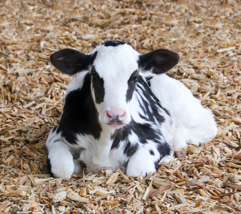 Dairy expo returns post image